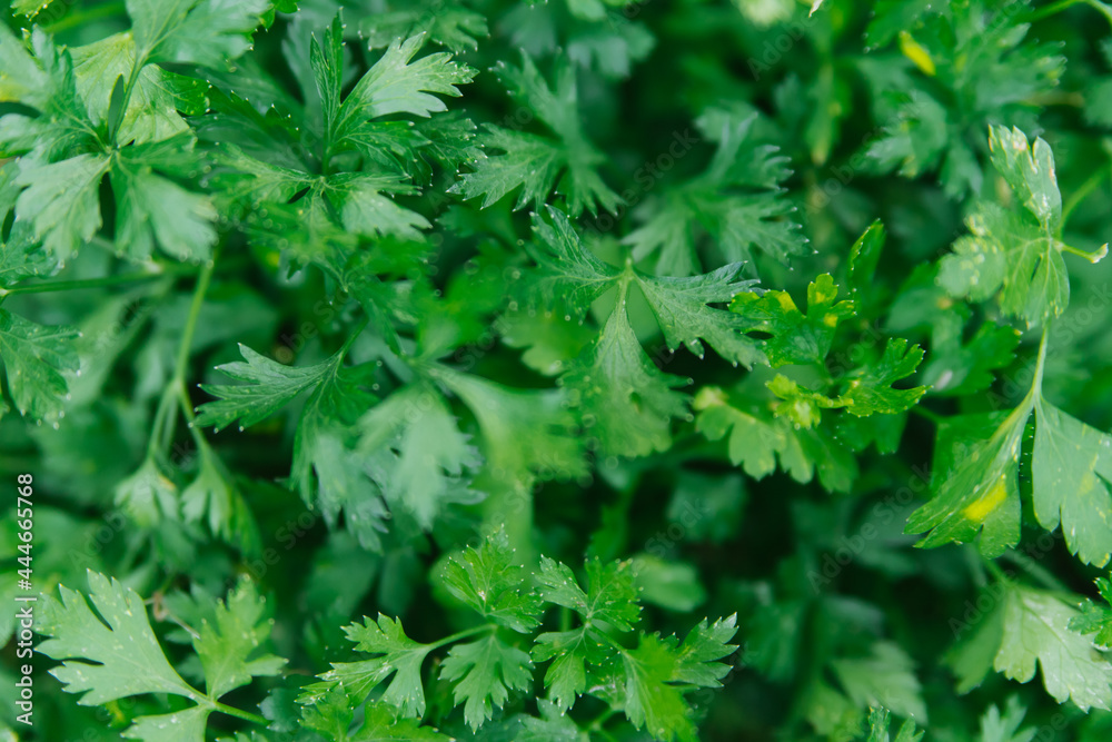 Green parsley leaves close-up. Natural background and texture. Green parsley leaves close-up. Natural background and texture.