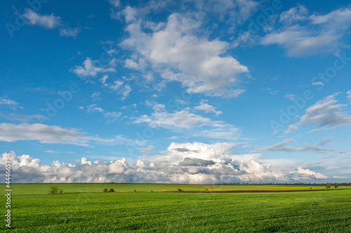 green field of winter wheat, blue sky and clouds