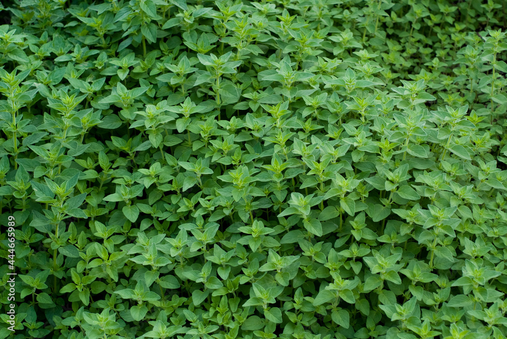 green background green background