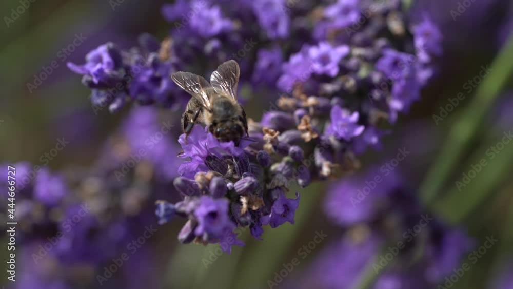 Honeybee Fly Around The Blooming Lavender Plant On The Vineyard In Provence, France. close up Honeybee Fly Around The Blooming Lavender Plant On The Vineyard In Provence, France. close up