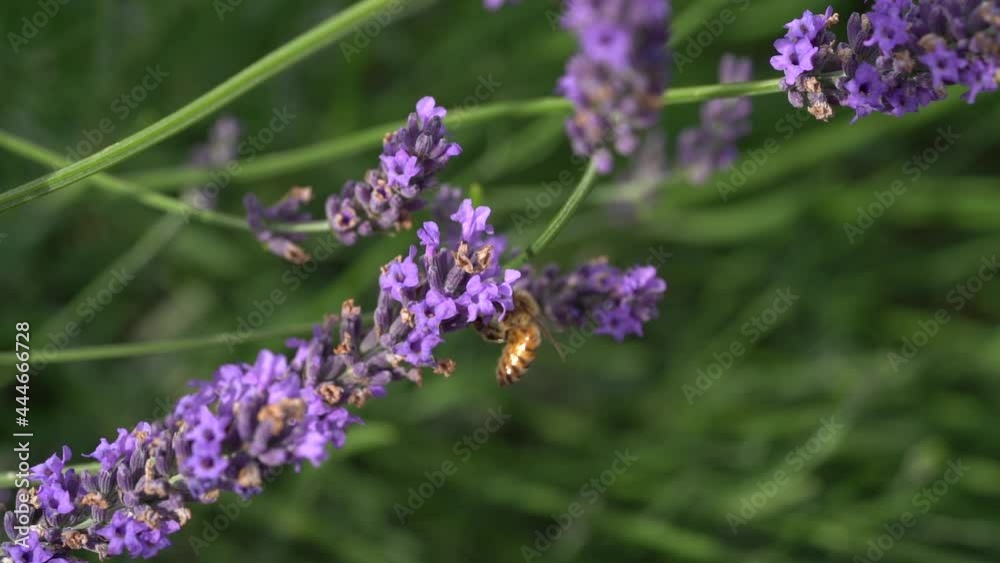 Large Bee Climbs On The Flower Of Lavender Inside The Vineyard Of Provence, France. close up Large Bee Climbs On The Flower Of Lavender Inside The Vineyard Of Provence, France. close up