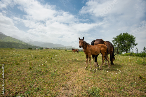 foal and mare in the pasture