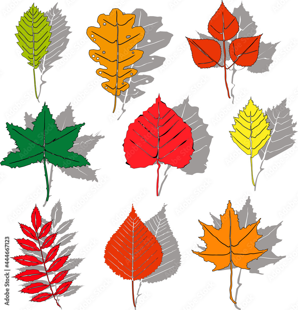 A set of colorful autumn leaves isolated on a white background with gray shadows. Different types of autumn leaves, made in the same style. Simple flat style, vector illustration. A set of colorful autumn leaves isolated on a white background with gray shadows. Different types of autumn leaves, made in the same style. Simple flat style, vector illustration.