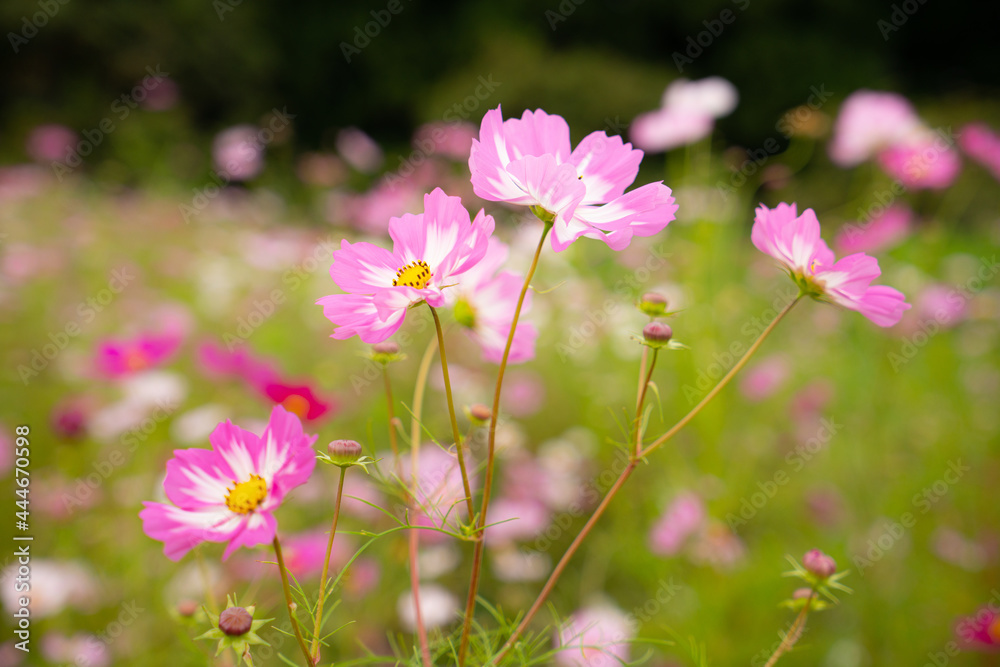 満開に咲いている秋桜の花 満開に咲いている秋桜の花