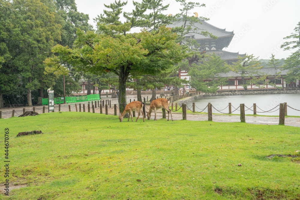 奈良 しか 鹿 鹿公園 観光地