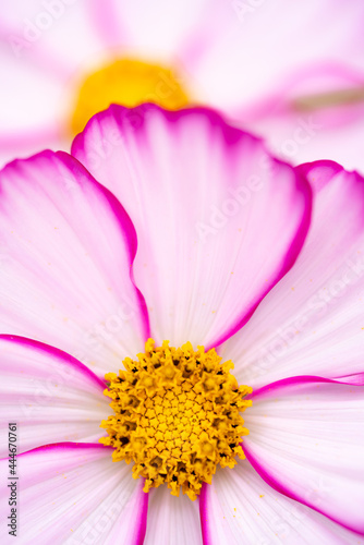 秋桜の花心をマクロ撮影 photo
