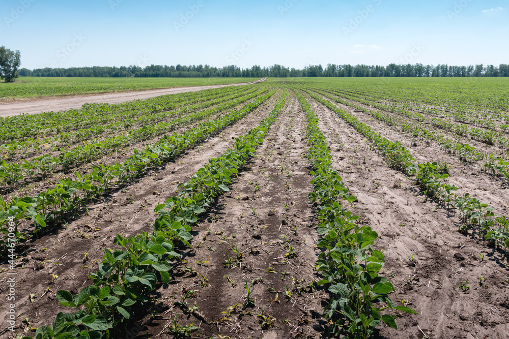agricultural plants planted in rows in the farmer's field
