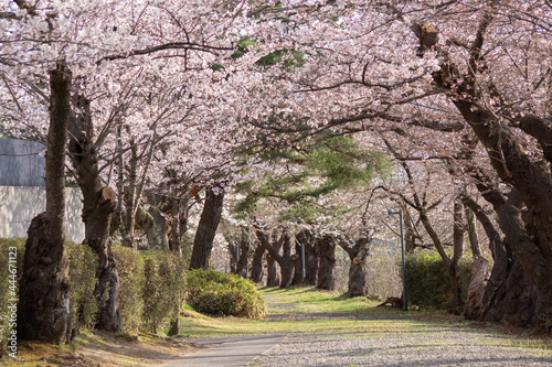桜 桜並木 花見 蕾 開花 初春 日本