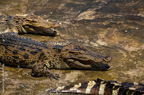 Crocodiles in a crocodile farm cafe in Phitsanulok, Thailand being raised for breeding, meat and leather