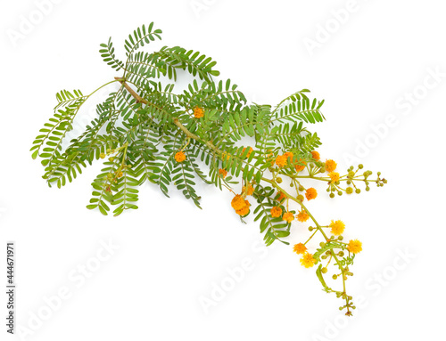 Acacia, commonly known as the wattles or acacias. Isolated on white background