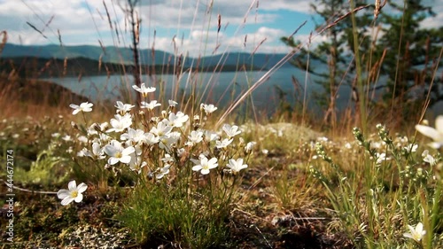 Wild white Anemone baicalensis mountain endemic flowers blooming on the Baikal lake rock meadow in summer day. Windflower, herb and grass waving in the wind against blue sky. photo