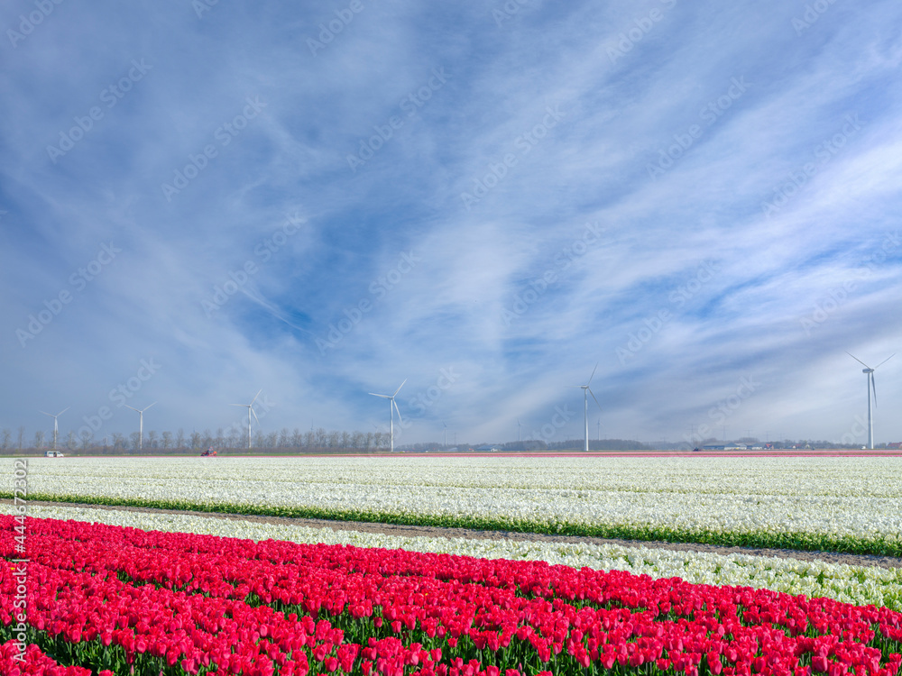 Tulip field in Flevoland Province, The Netherlands || Tulpenveld in Flevoland Province, The Netherlands