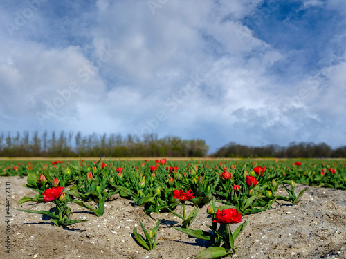 Tulip field in Flevoland Province, The Netherlands || Tulpenveld in Flevoland Province, The Netherlands photo