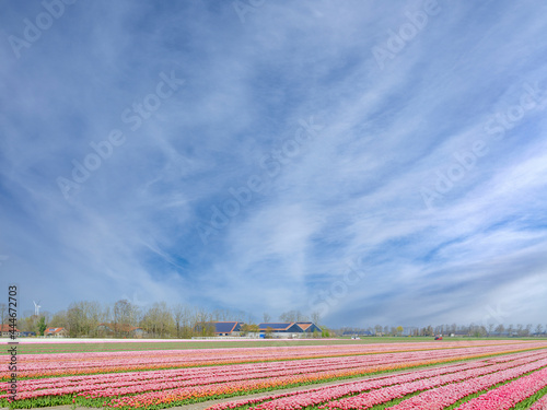 Tulip field in Flevoland Province  The Netherlands    Tulpenveld in Flevoland Province  The Netherlands