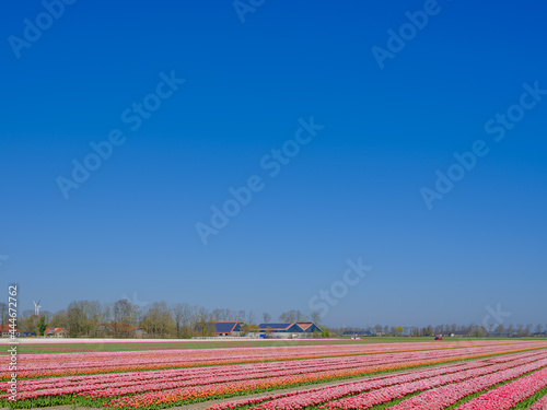 Tulip field in Flevoland Province, The Netherlands    Tulpenveld in Flevoland Province, The Netherlands © Holland-PhotostockNL