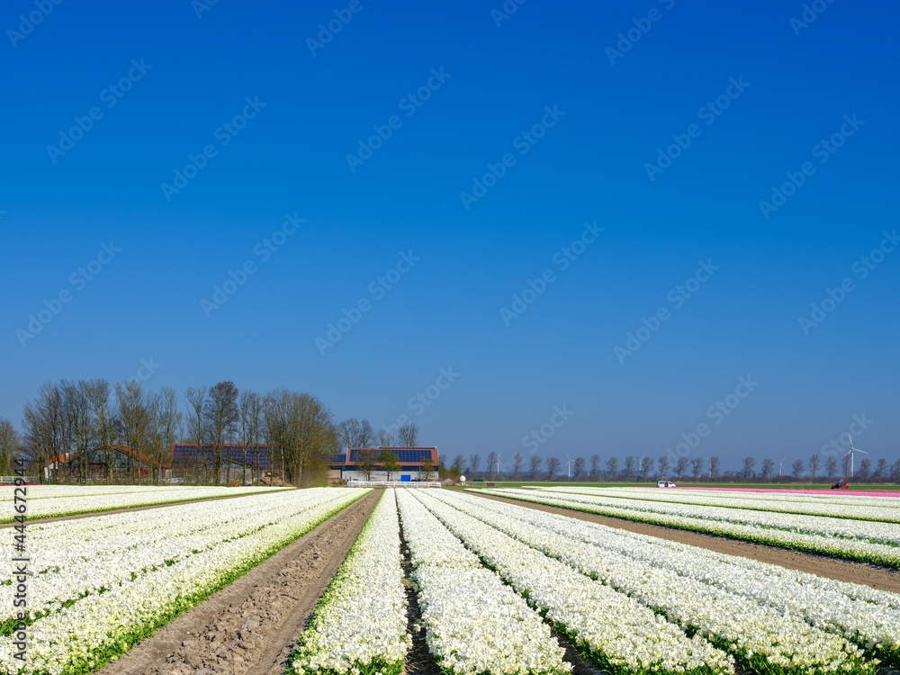 Tulip field in Flevoland Province, The Netherlands || Tulpenveld in Flevoland Province, The Netherlands