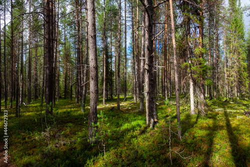 Dark taiga with high frequent rows of centuries-old pines. Tree shadows on relict mosses. Summer in Karelia. Northern Europe.  Summer day.  A place of rest  mushroom picking and travel. 