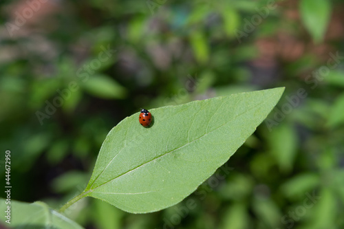 Herrgottskäfer auf grünem Blatt © Tobias