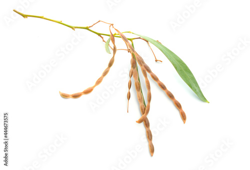 Acacia neriifolia, also known as the oleander wattle, silver wattle or pechy wattle Isolated on white background