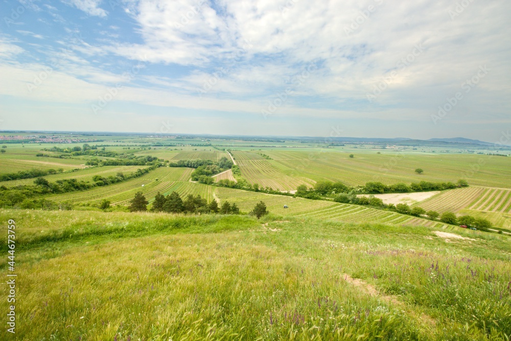 Vineyards close to vilage Velke Bilovice with beautiful view, South Moravia, Czech republic, Europe
