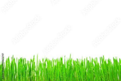 Bright fresh green grass with dew drops on a white background.