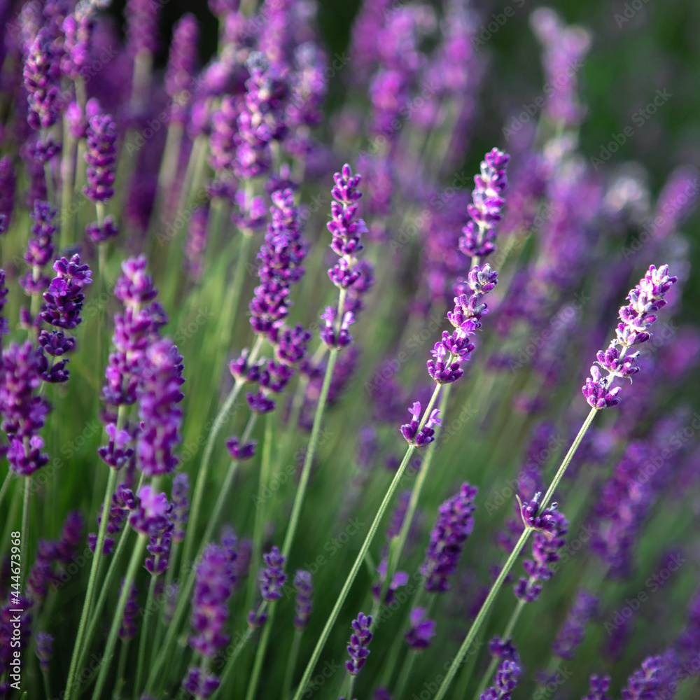 Selective focus Lavender flowers at sunset rays, Blooming Violet fragrant lavender flower summer landscape. Growing Lavender, harvest, perfume ingredient, aromatherapy. Lavender field lit by sunlight Selective focus Lavender flowers at sunset rays, Blooming Violet fragrant lavender flower summer landscape. Growing Lavender, harvest, perfume ingredient, aromatherapy. Lavender field lit by sunlight