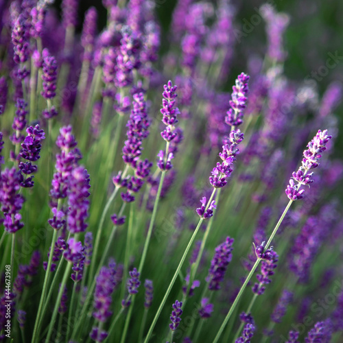 Selective focus Lavender flowers at sunset rays  Blooming Violet fragrant lavender flower summer landscape. Growing Lavender  harvest  perfume ingredient  aromatherapy. Lavender field lit by sunlight
