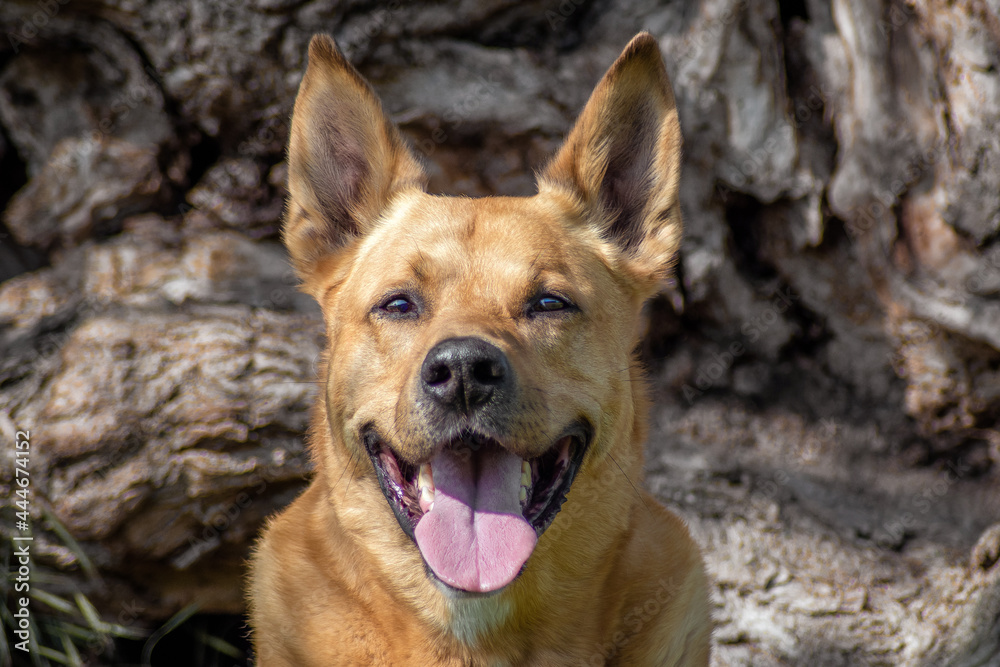 Heller Hund Portrait Baum Heller Hund Portrait Baum