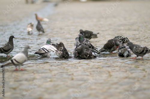 Stado gołębi pijące wodę z kałuży	
