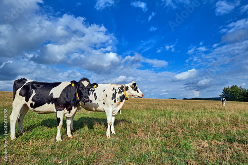 Junge Kühe auf der Weide. © Michael