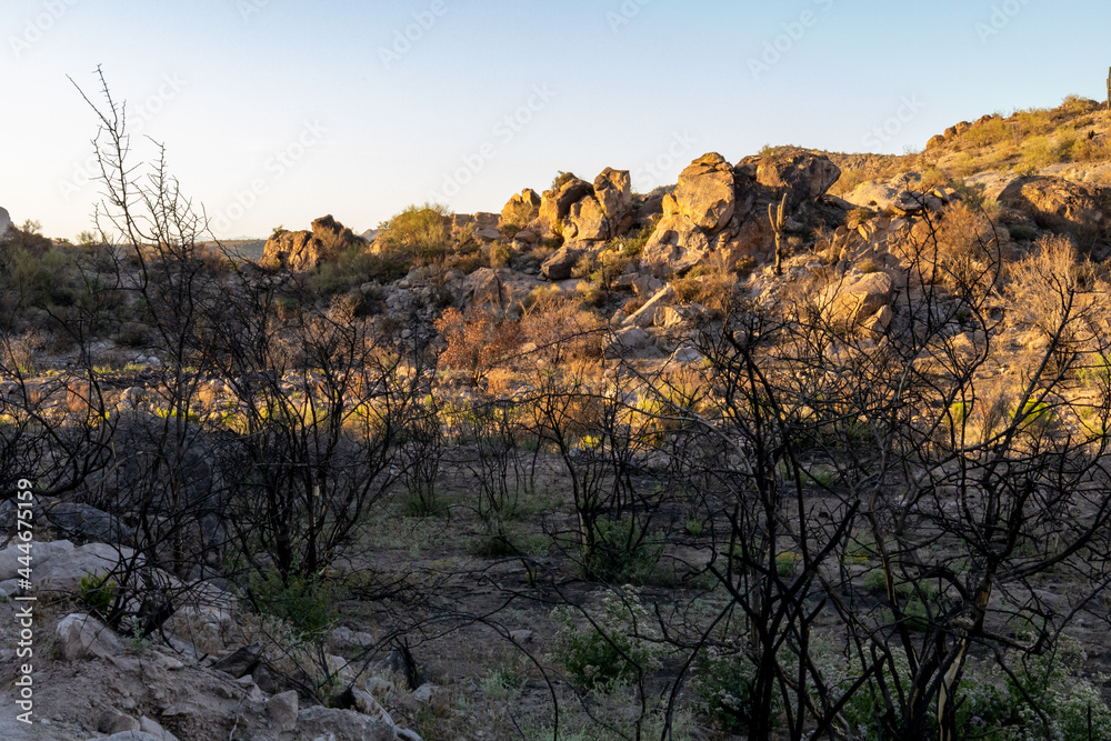 Desert wash burned by wildfire