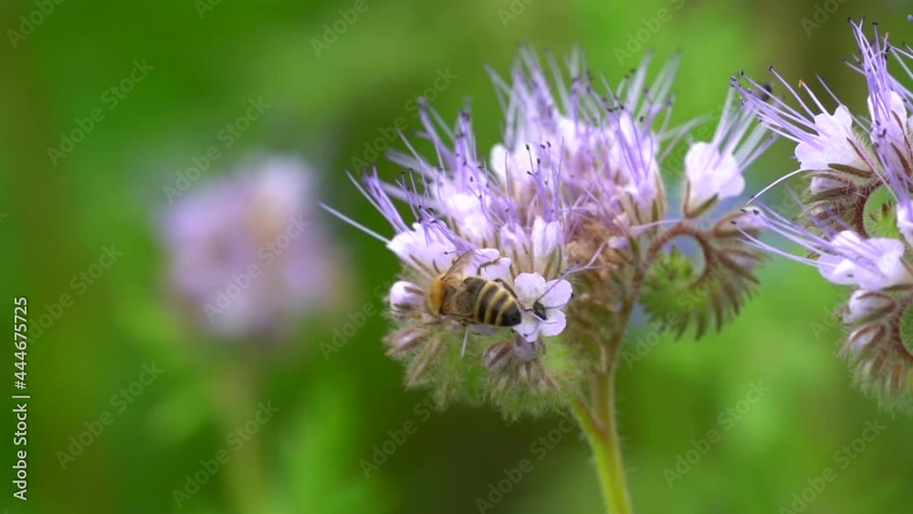 Bee during pollination process in flower during sunlight, flora and fauna in wild nature - macro Detail shot Bee during pollination process in flower during sunlight, flora and fauna in wild nature - macro Detail shot