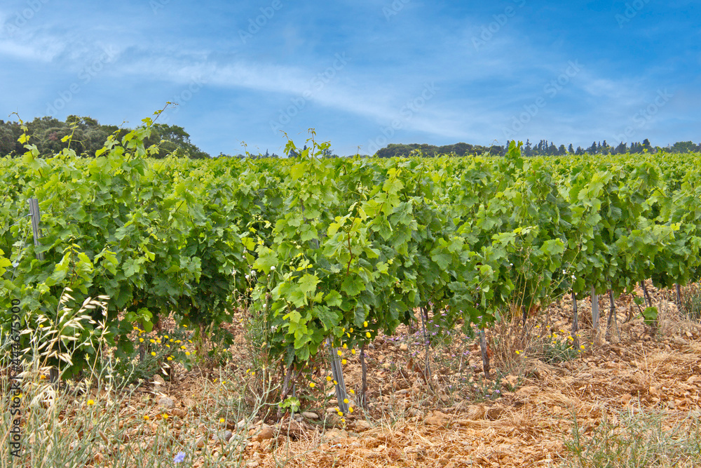 vignes en été sous un ciel bleu	