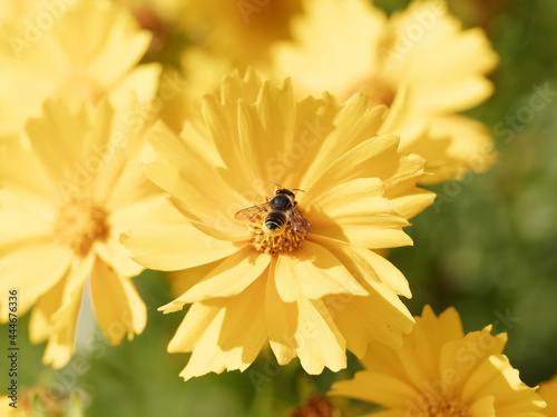 (Megachile frigida) Leafcutter bee or carder bee, one of fascinating bees, collecting pollen on yellow coreopsis flower photo