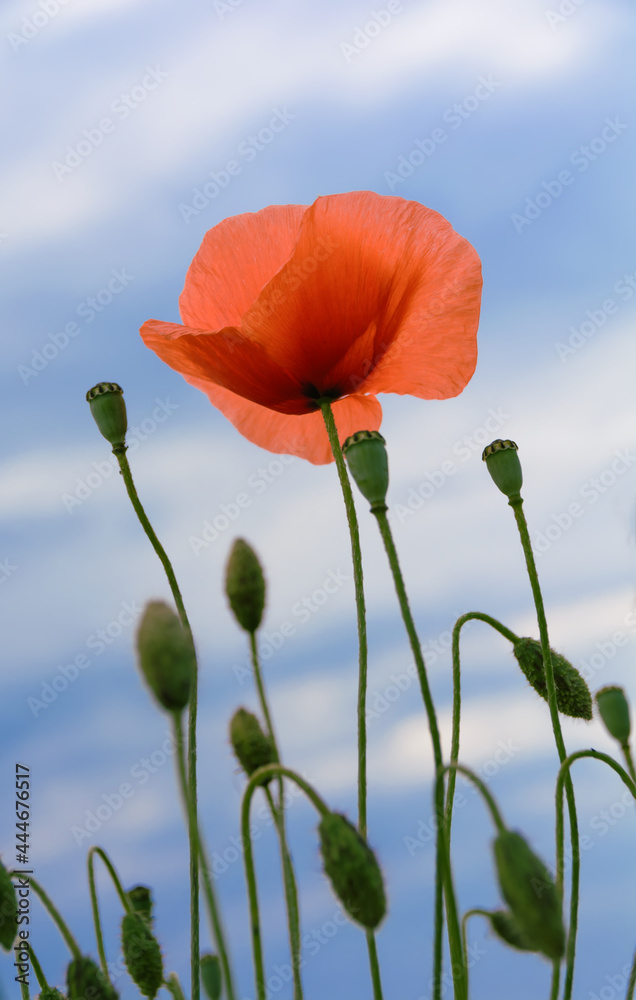 Obraz premium Red poppy flower on a blue sky background