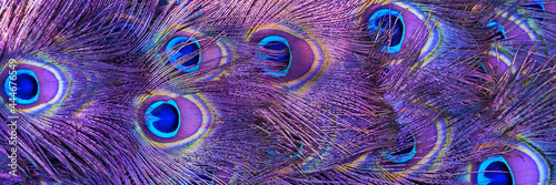 Beautiful peacock tail feathers. Close up of peacock feathers. Advertising banner. Banner ad template. Copy space. photo