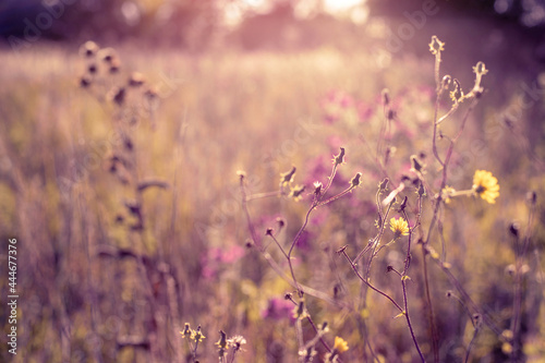 Autumn wild grass and flowers on a meadow in the rays of the golden hour sun. Seasonal romantic artistic vintage autumn field landscape wildlife background with morning sunlight