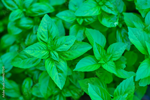 Close-up of green basil leaves in the garden
