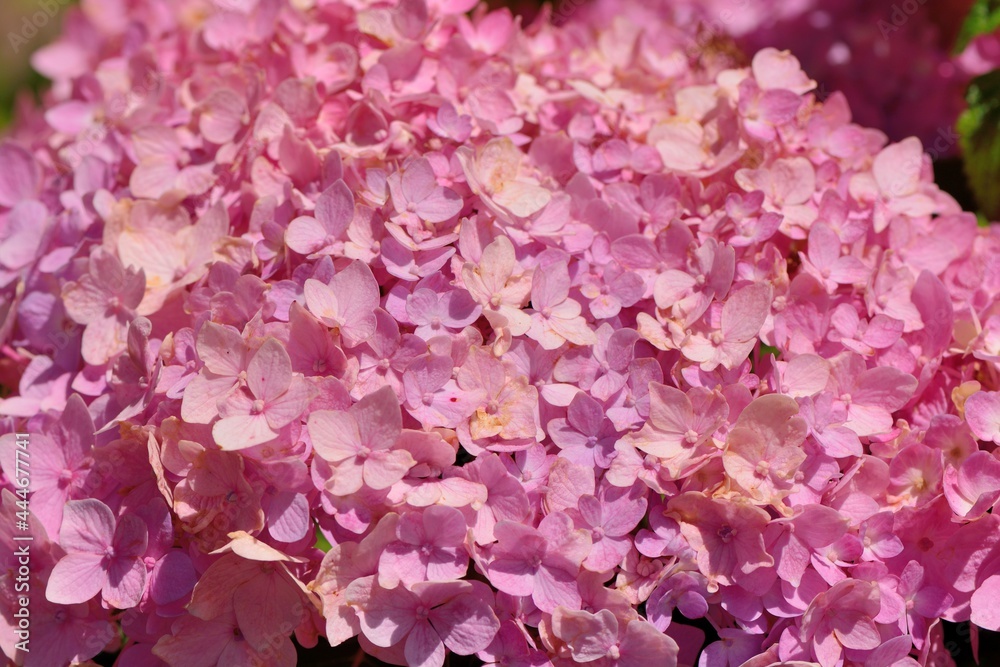 Hydrangea blooms on the background of the summer, in Taiwan.