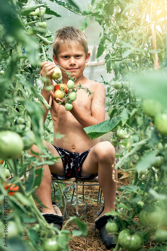 Smiling kid gathers ripe tomatoes on kitchen garden bed