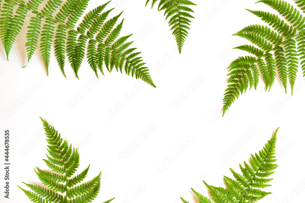 Flat lay. Top view. Fern on a white background. The theme of plants and flowers with copy space