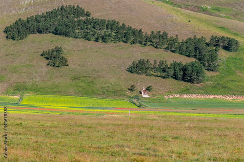 The coniferous forest with the shape of Italy in Castelluccio di Norcia  Umbria  in the period of summer flowering