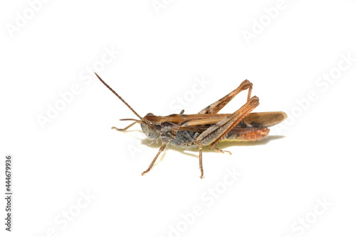 The Common field grasshopper Chorthippus brunneus isolated on white background © hhelene