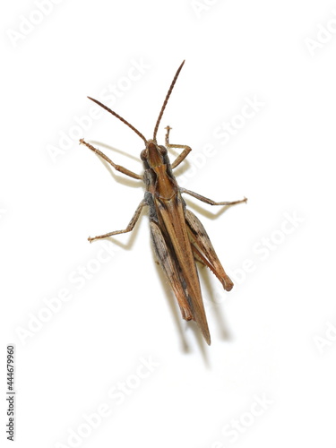 The Common field grasshopper Chorthippus brunneus isolated on white background photo