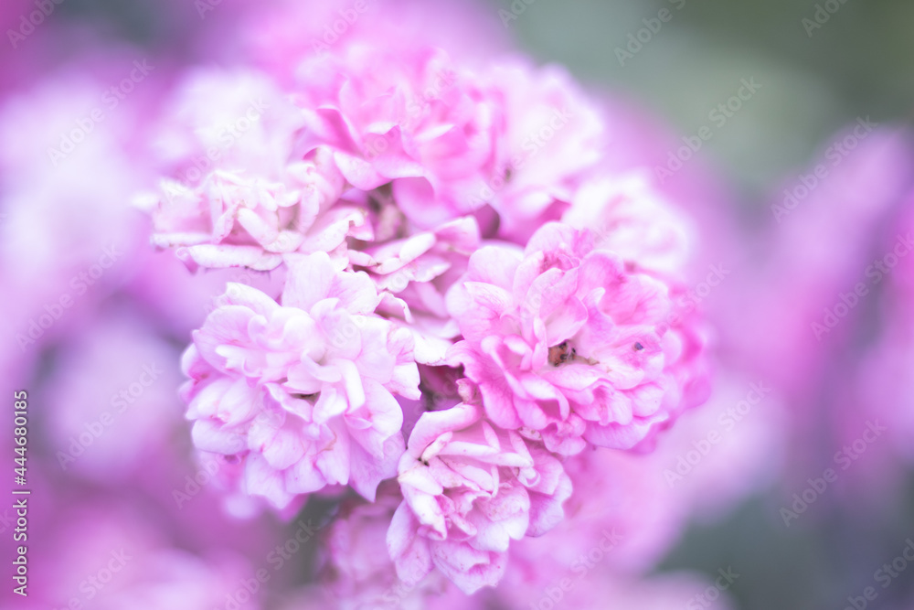 Blume Blume