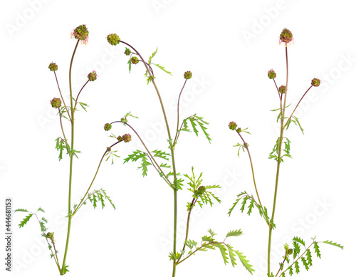 Sanguisorba officinalis  commonly known as great burnet. Isolated on white background