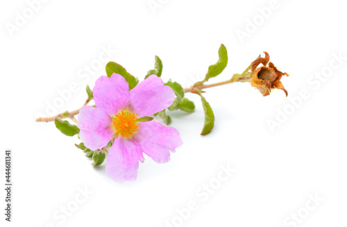 Cistus. The common name rockrose, rock rose. Isolated on white background photo