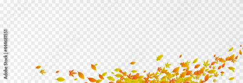 Vector leaves on isolated transparent background. The wind blows off the leaves, the wind blows. Autumn. Leaves png.