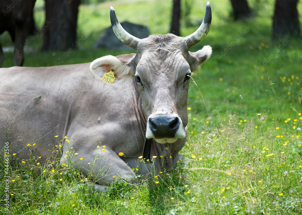 Alpine cow. Portrait of a gray beautiful cow in a high alpine meadow.
Alpine cow. Portrait of a gray beautiful cow in a high alpine meadow.