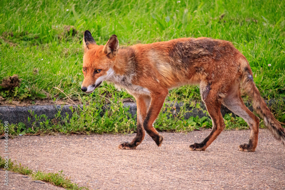Fototapeta premium Red fox urban
